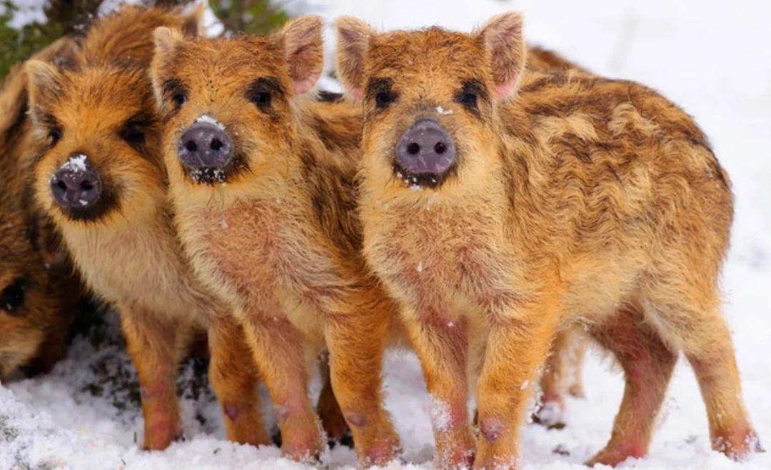 每日一猪
户外没电了怎么办，可以到雪地里找欧标插座
(配图为三个圆孔欧标插座)