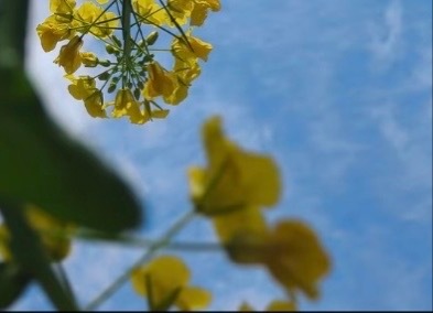 只要心向阳，不管黑暗，走到哪都光明。只要心胸开阔，不管世界再小，走哪都有你一片天