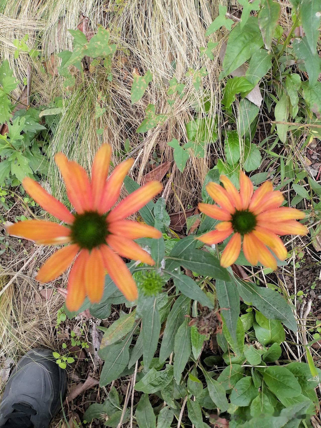 随手一拍分享最美的花