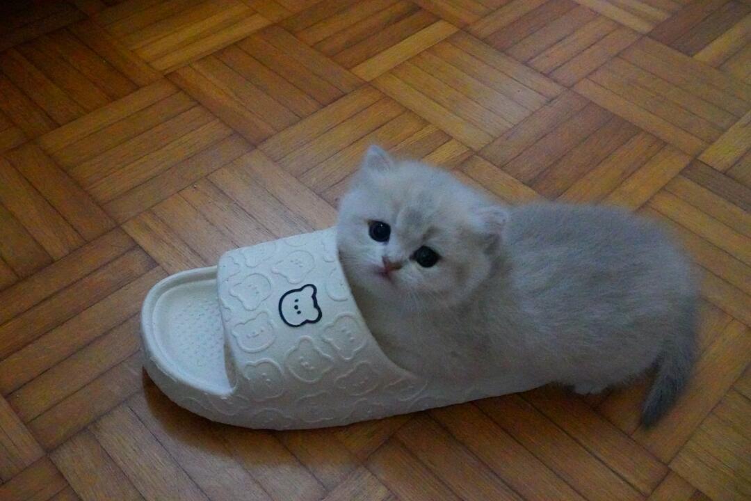 谁懂啊蓝金渐层怎么那么可爱！