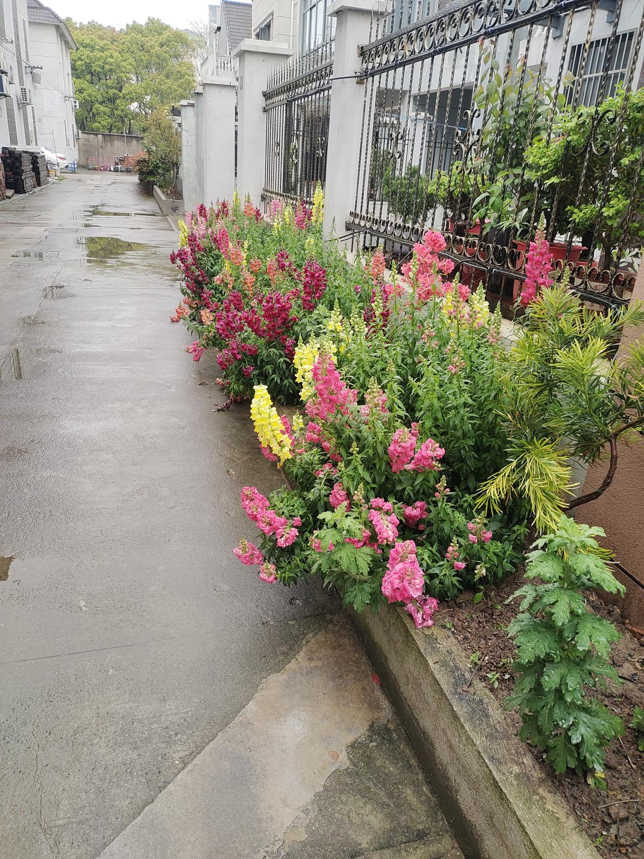 细雨绵绵
小区前排一居户门前，鲜花盛开，好美呀。
