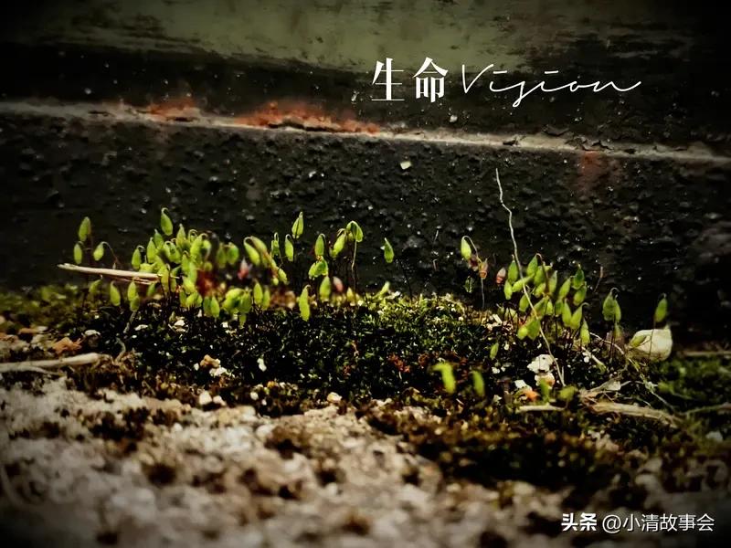 生命的本质是啥？这问题就像个无底洞，每个人都有自己的答案。
从科学角度讲，生命是