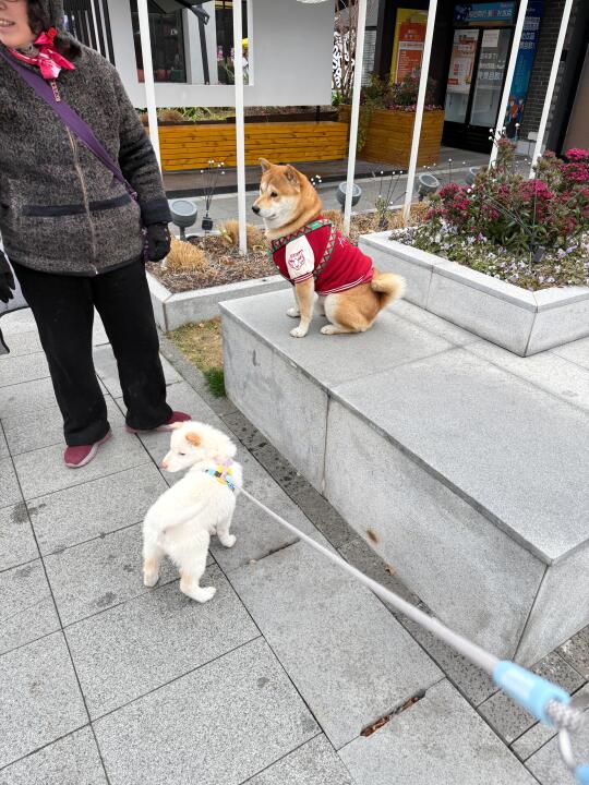 小土松交友日🦮