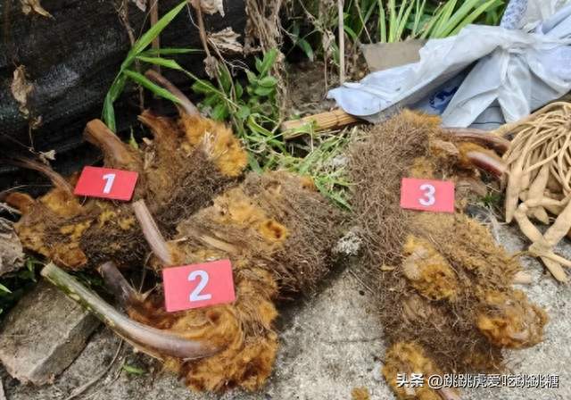 云南农民挖回三株 "金毛狗" 摆墙角，民警直接立案：这种野草碰不得