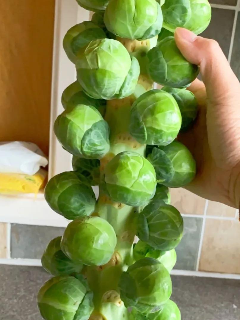 不懂就问，这是什么菜？该怎么做好吃？

今天去超市，买了一根奇怪的菜，上面长满了