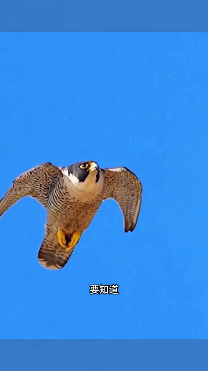 这是一只唯一能逃过游隼攻击的动物。这只狐狸的每一次躲闪都能精准的骗过了游隼的击杀