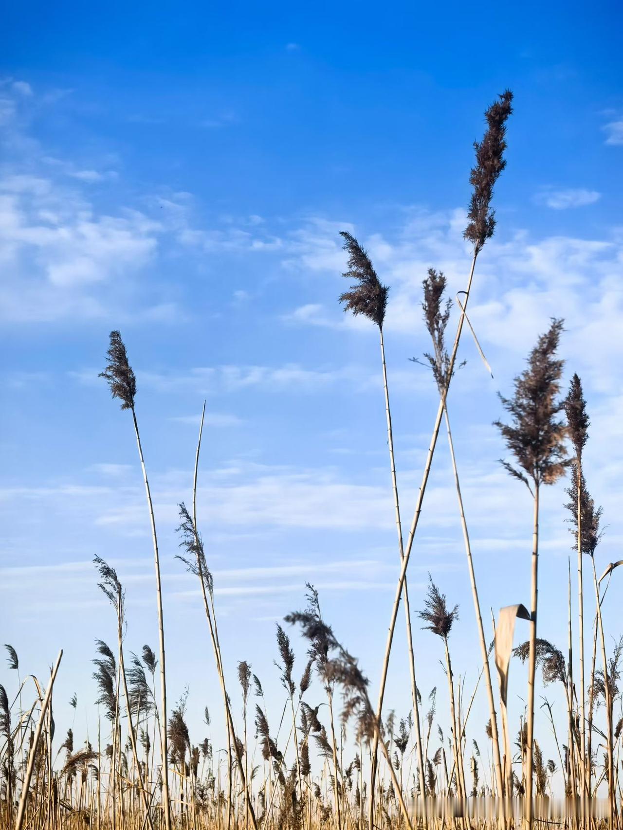 春日生活打卡季