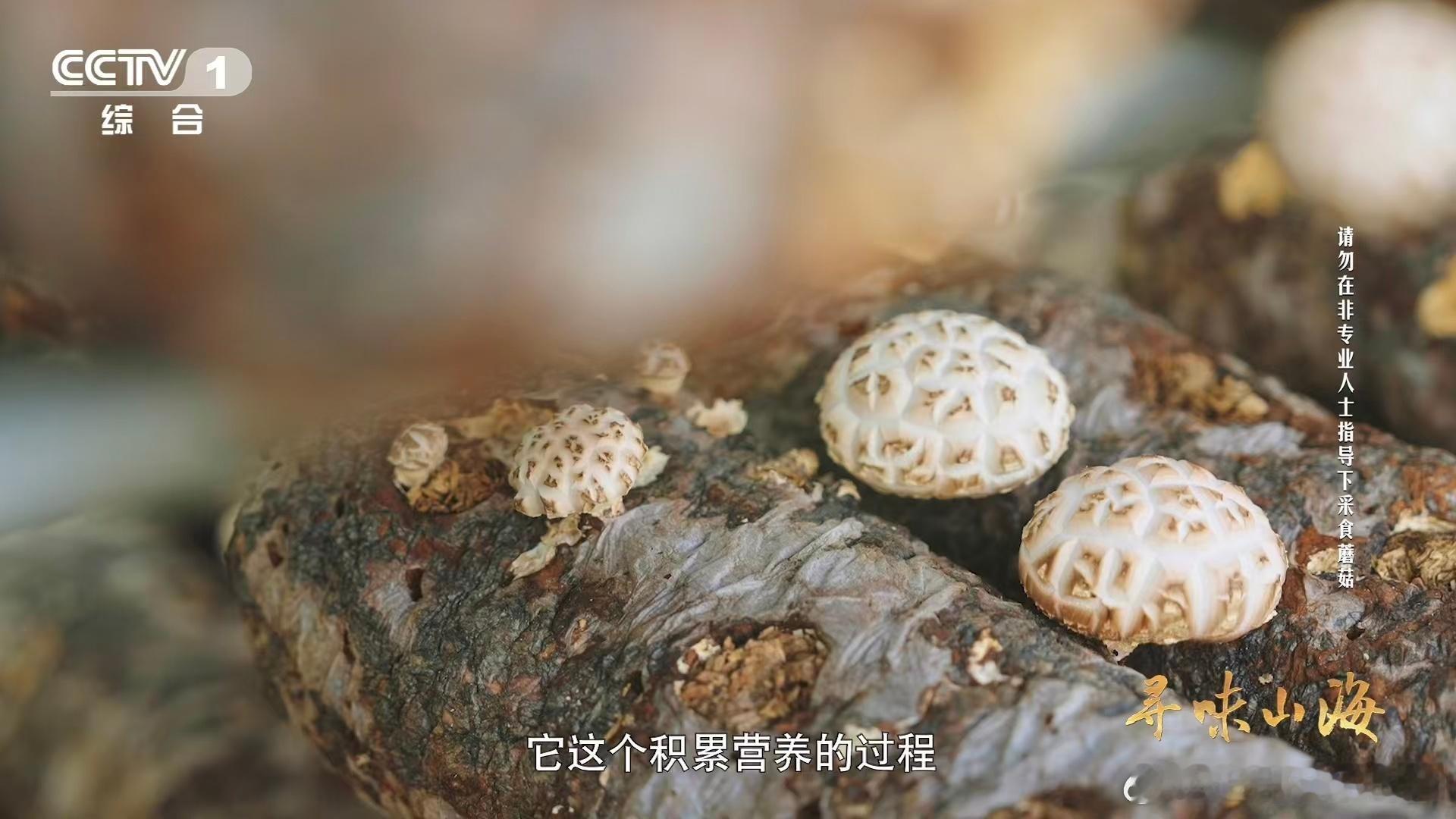 干香菇鲜香菇哪个更好吃 干香菇是陈年秘境，鲜香菇是雨后森林。同一朵花菇裂变出风味