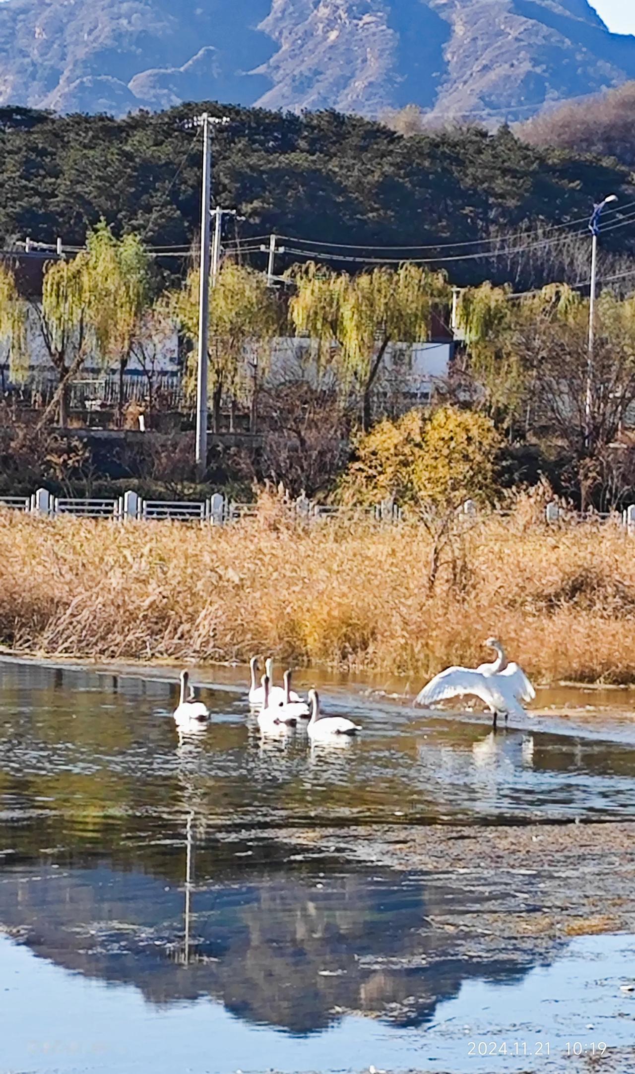 昨日打卡清水河，蓝天碧水，白天鹅觅食，芦花飞白，自然天成，风光无限！