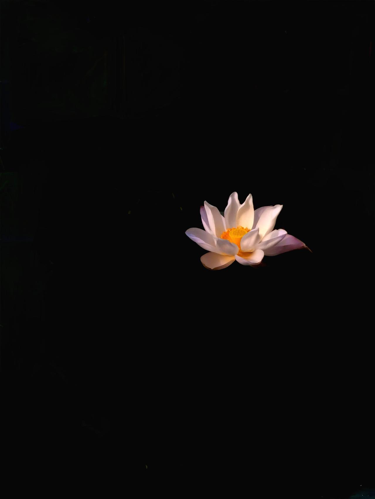 秋荷