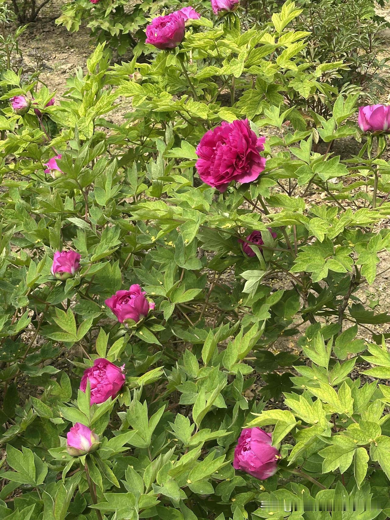 抖音里刷到香园的牡丹花开了，立马赶过来。

因为往年来看时或早或晚，总是错过最美