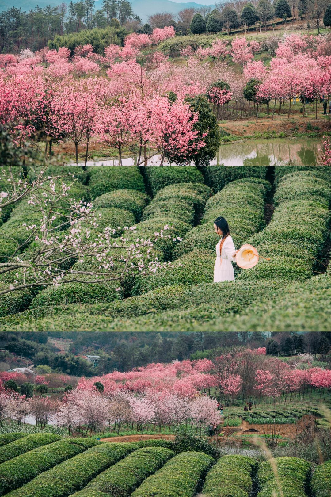 🌸不止樱花，这里的茶山也很美呀❗️