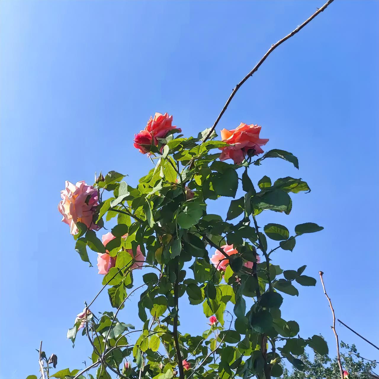 很喜欢一段特别戳中年人的通透话：“独处是为了不陪他人演戏，人一旦悟透了，就会变得