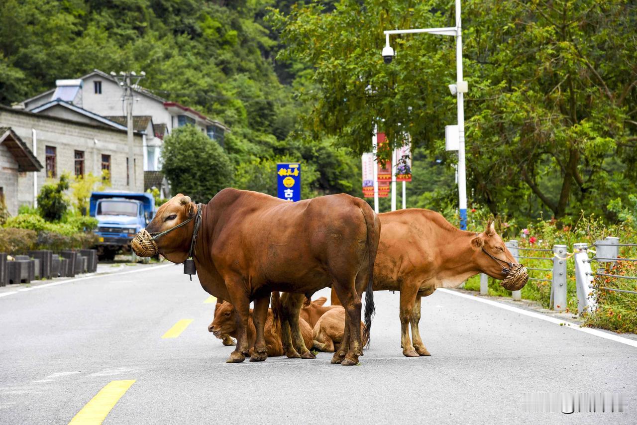 护犊（随拍）。那天我正走在公路上，忽然撞见一群牛停在路中央。有意思的是这群牛俨然
