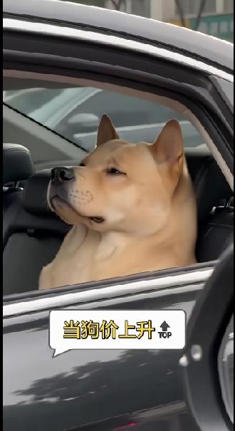 这眼神秒杀一切，太傲慢了吧！
网友:终于混成了人模狗样！