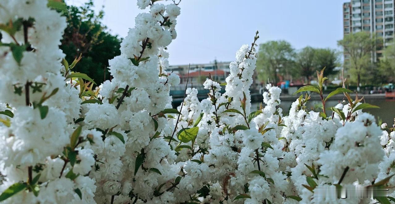 晒图笔记大赛白色麦李花为蔷薇科灌木，高0.5-1.5米。叶片长圆披针形。花白色，