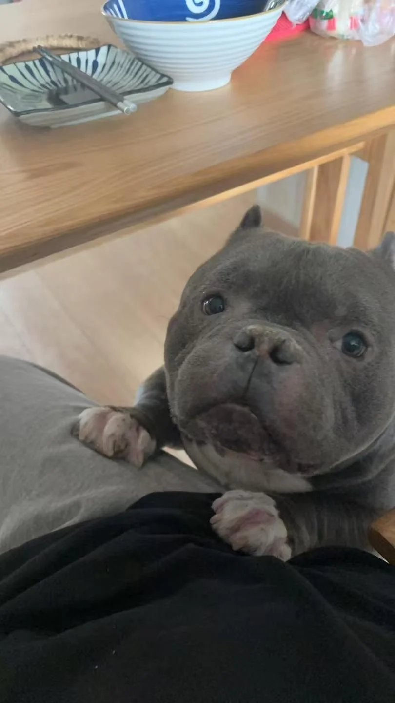 小馋狗的床塌了