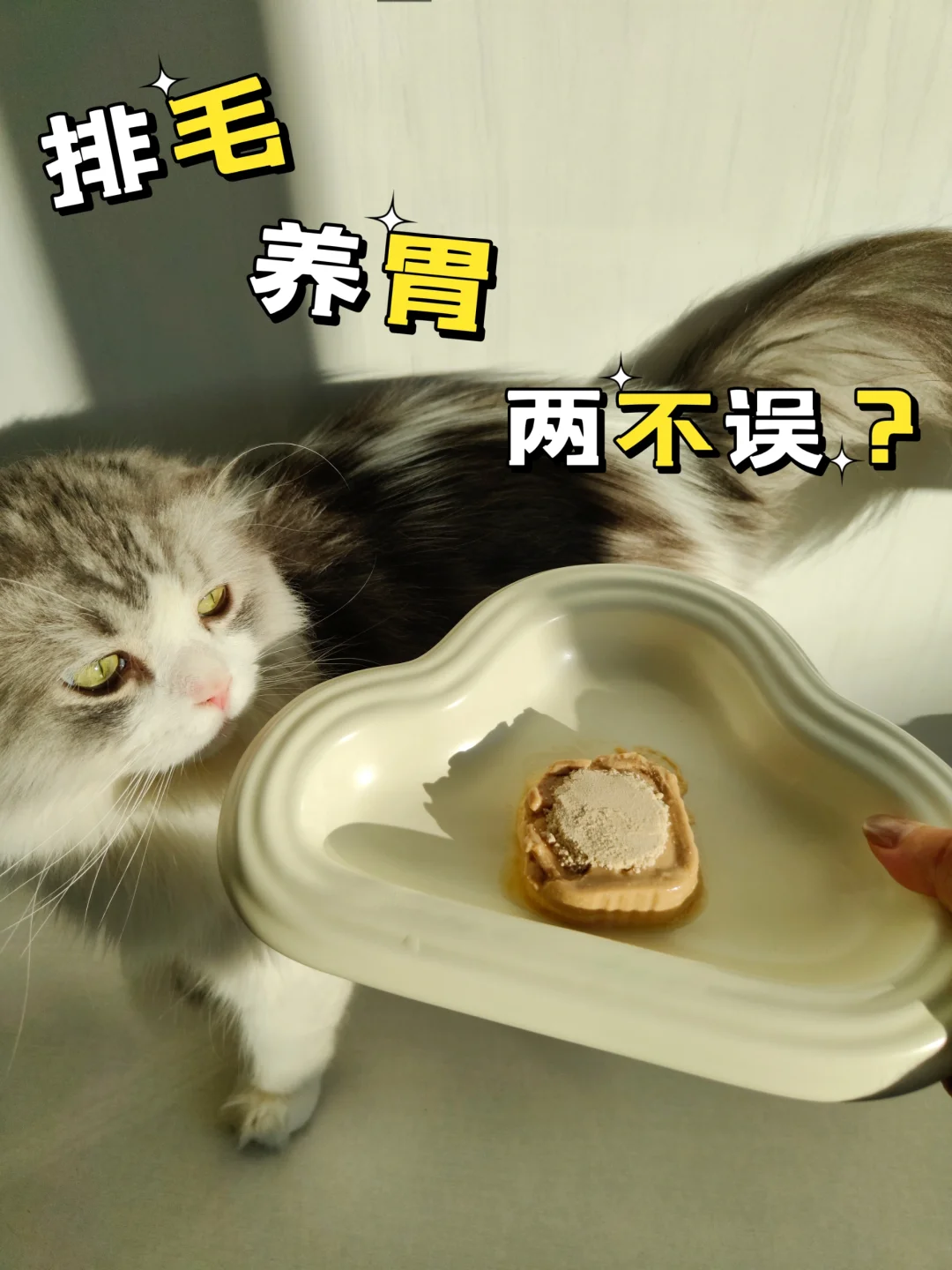 养猫日常 | 排毛🐏胃两不误！