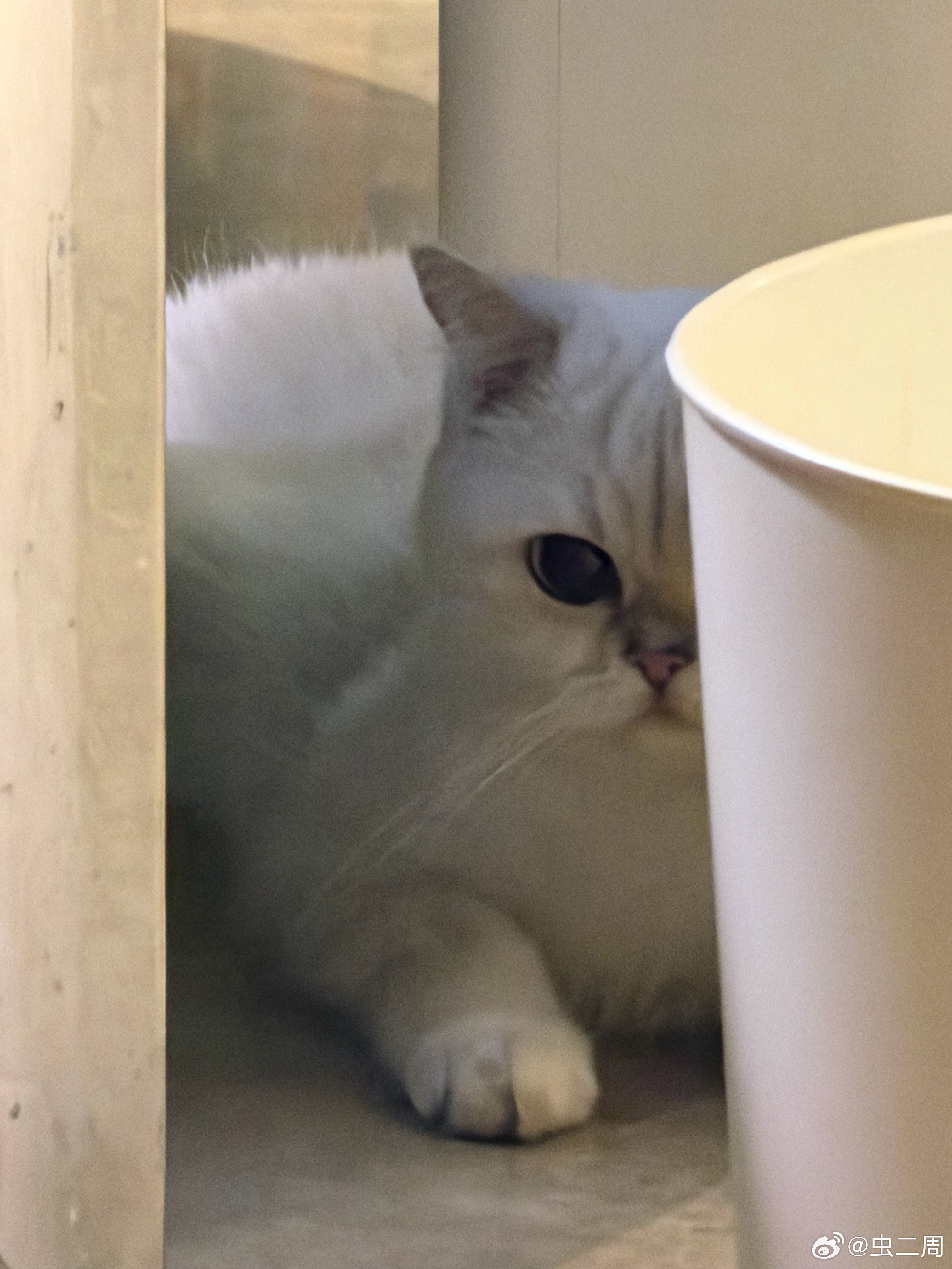 刚才我家猫跑出去阳台了，一开始彭总叫我还以为是在阳台上，没想到是阳台玻璃围挡外面
