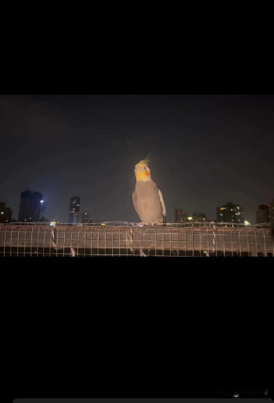 它还是飞走了。再也听不到它的欢叫了。也没法再看到它撒娇似的飞到我肩头，我跟它说“