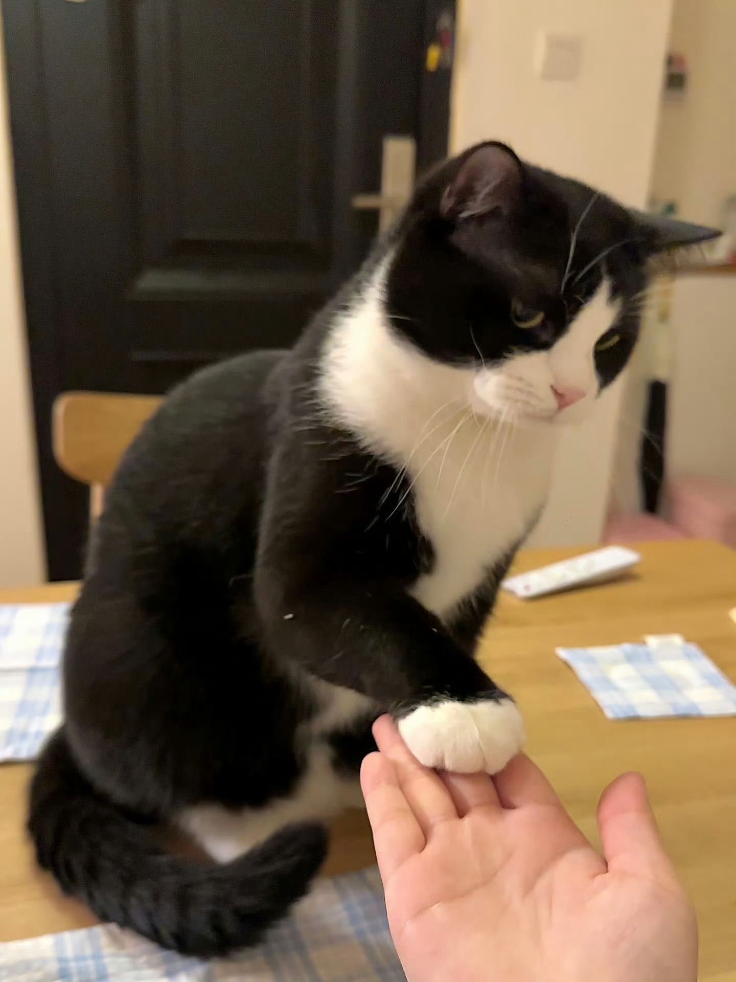 奶牛：人类，你说的是真的吗？那好吧！我是认真的！那我就再相信你一次