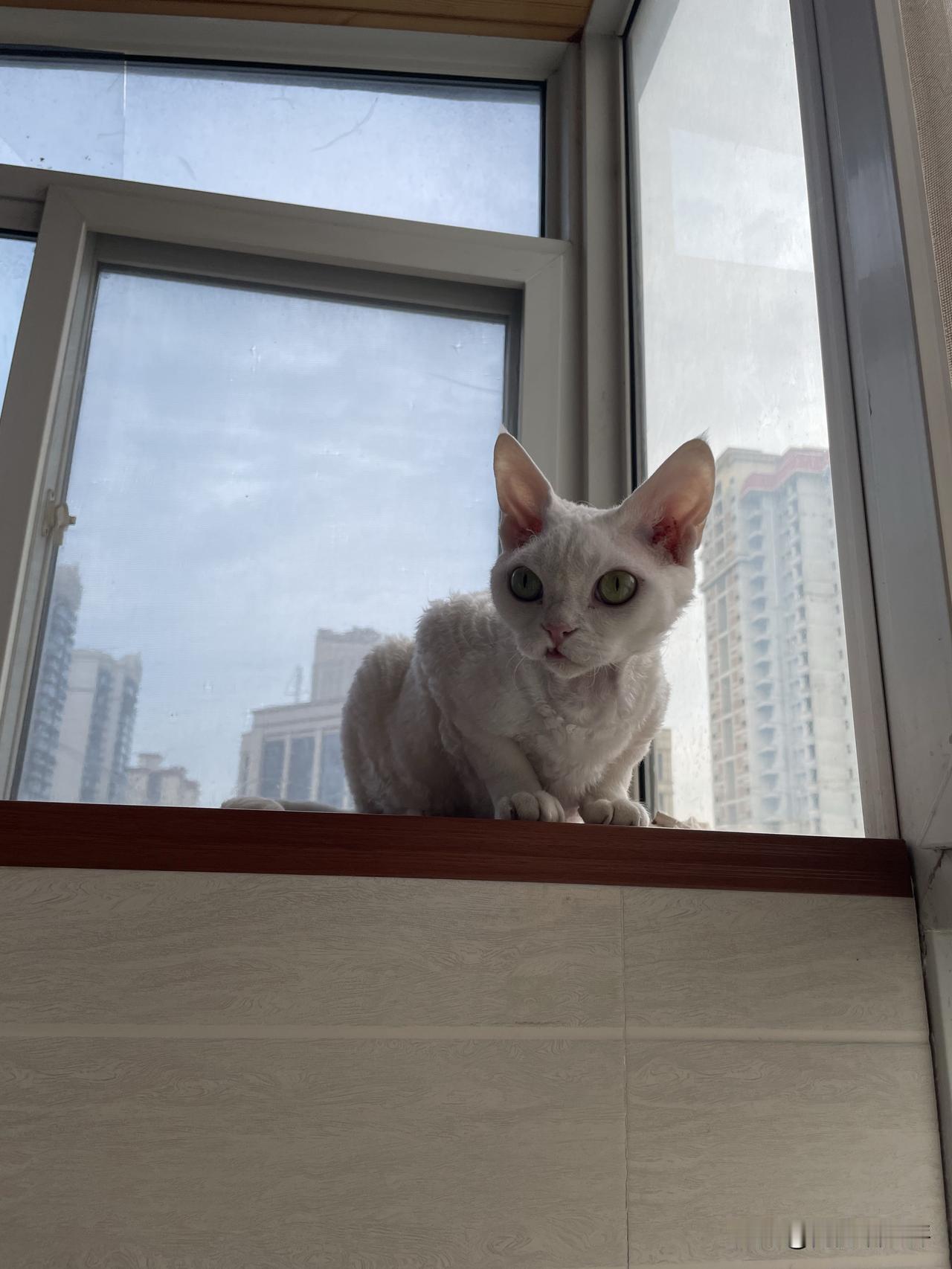 下图就是我家小猫咪：柚子，是一个小可爱加小调皮。