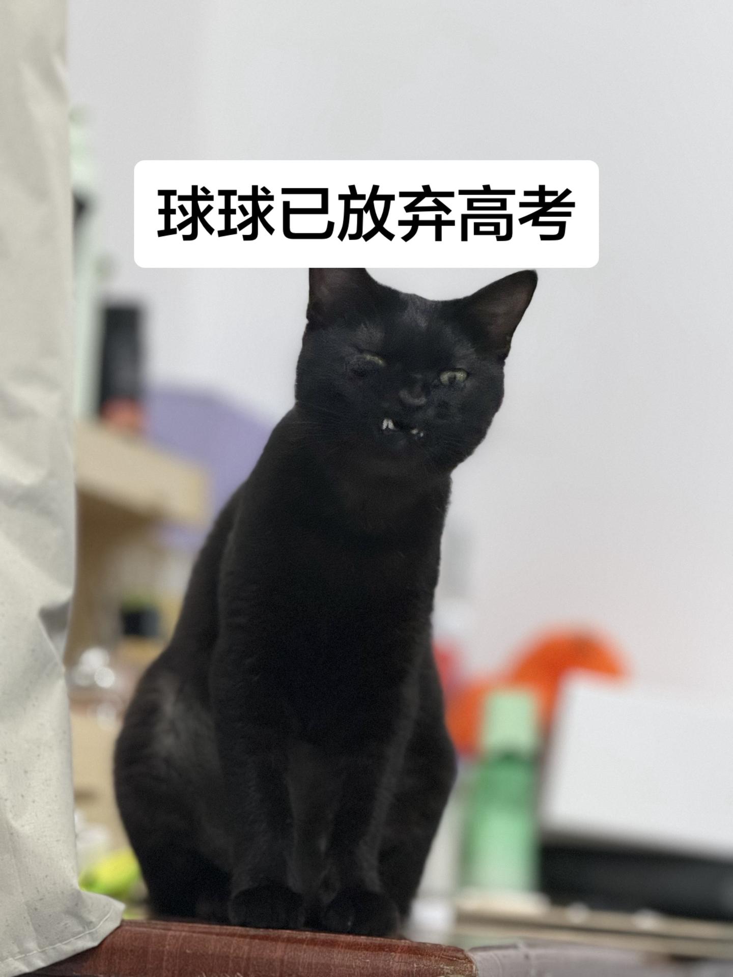 家有小黑猫