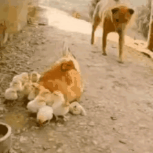 “癞皮狗”的名字或许便是如此得来的。动物界同样蕴含着无尽的智慧，就这一动物而言，