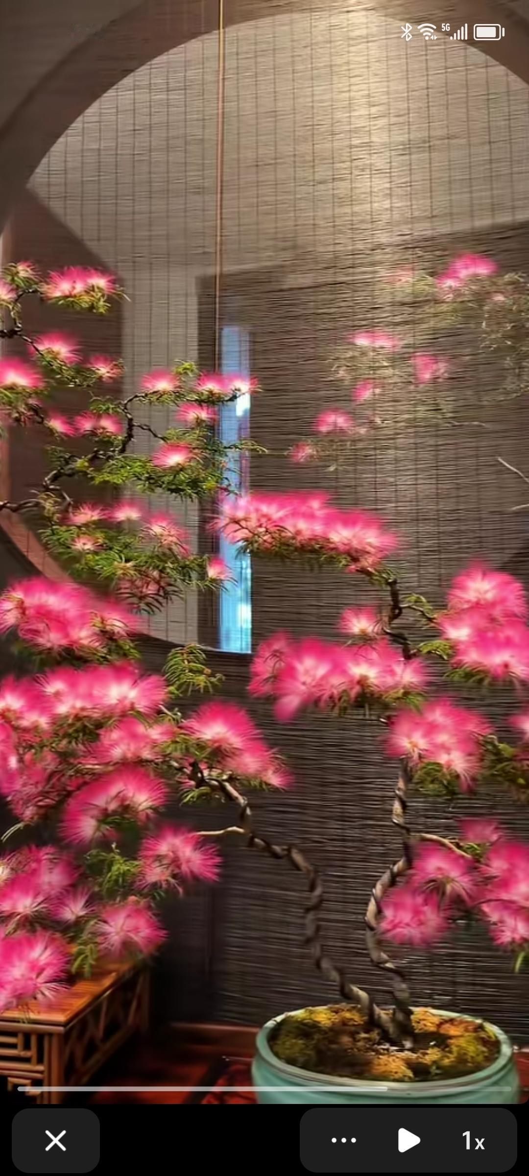 “粉花映竹影，静谧入诗行”，这样的意境真的绝了。而且合欢居然也能盆栽，简直打开新