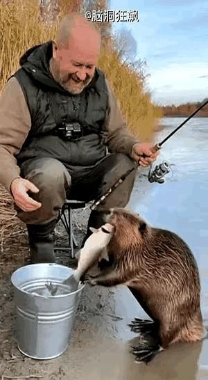 钓的鱼被河狸当面抢走，这老头竟然笑了。

一位外国大爷在湖边钓鱼，忙活了一上午，