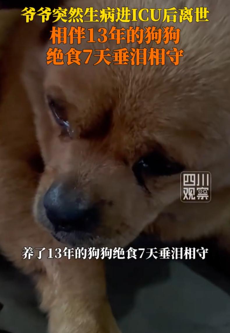 万物皆有灵！四川雅安，一老人突发疾病去世，而从他被送到医院ICU那天起，陪伴了1