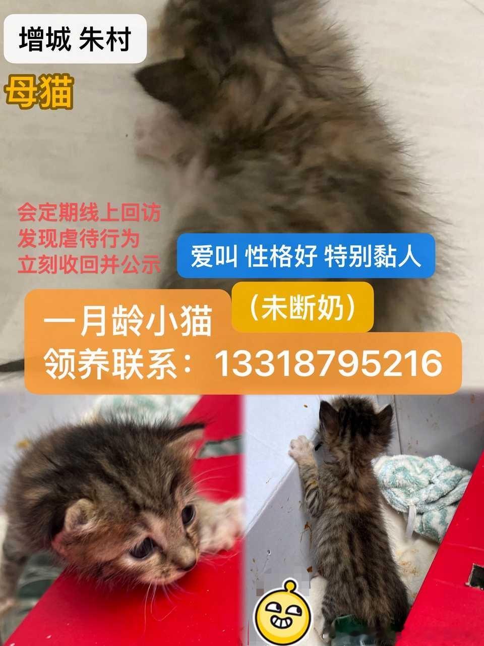 广州领养 ❤️增城 ❤️广州增城 朱村 一只小奶猫 朋友捡到的 我们都养不了 希