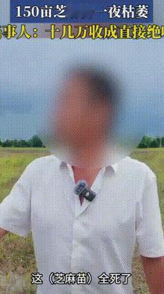 AI给的除草方案，150亩芝麻一夜枯死！损失15万该谁担责？
 安徽滁州67岁农