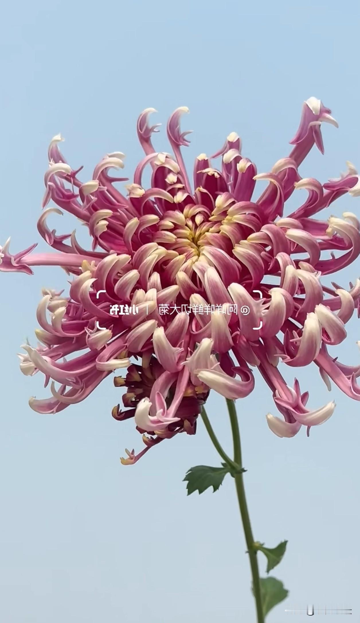 澄澈晴空下，各色丝菊肆意舒展卷曲花辫，粉紫浓烈、暖黄温柔、青绿清雅，不与百花争春
