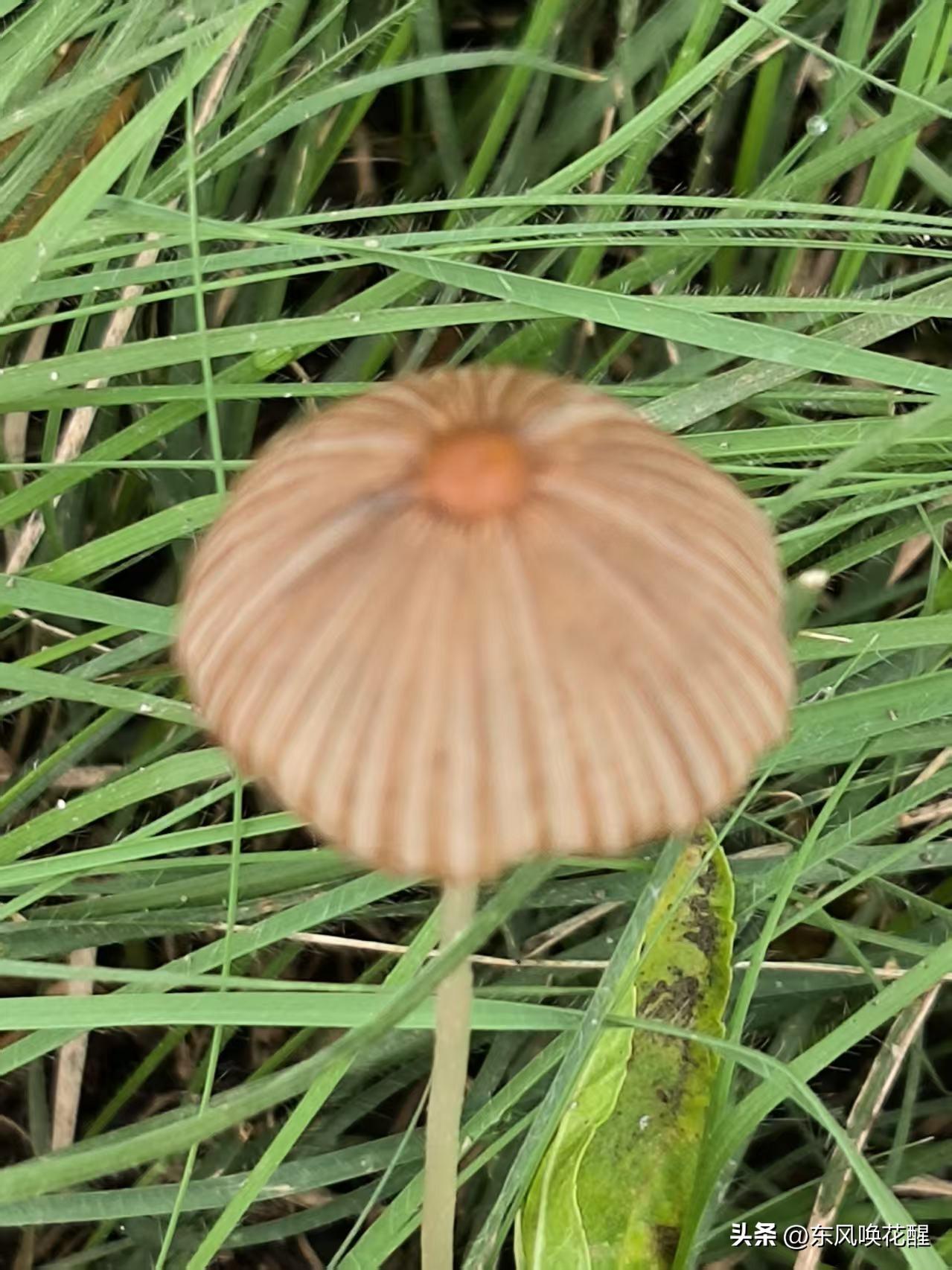 草地上长出的这种蘑菇见过吗？像把小雨伞，伞面条纹匀称，顶端圆圆的小红帽，形状灵巧