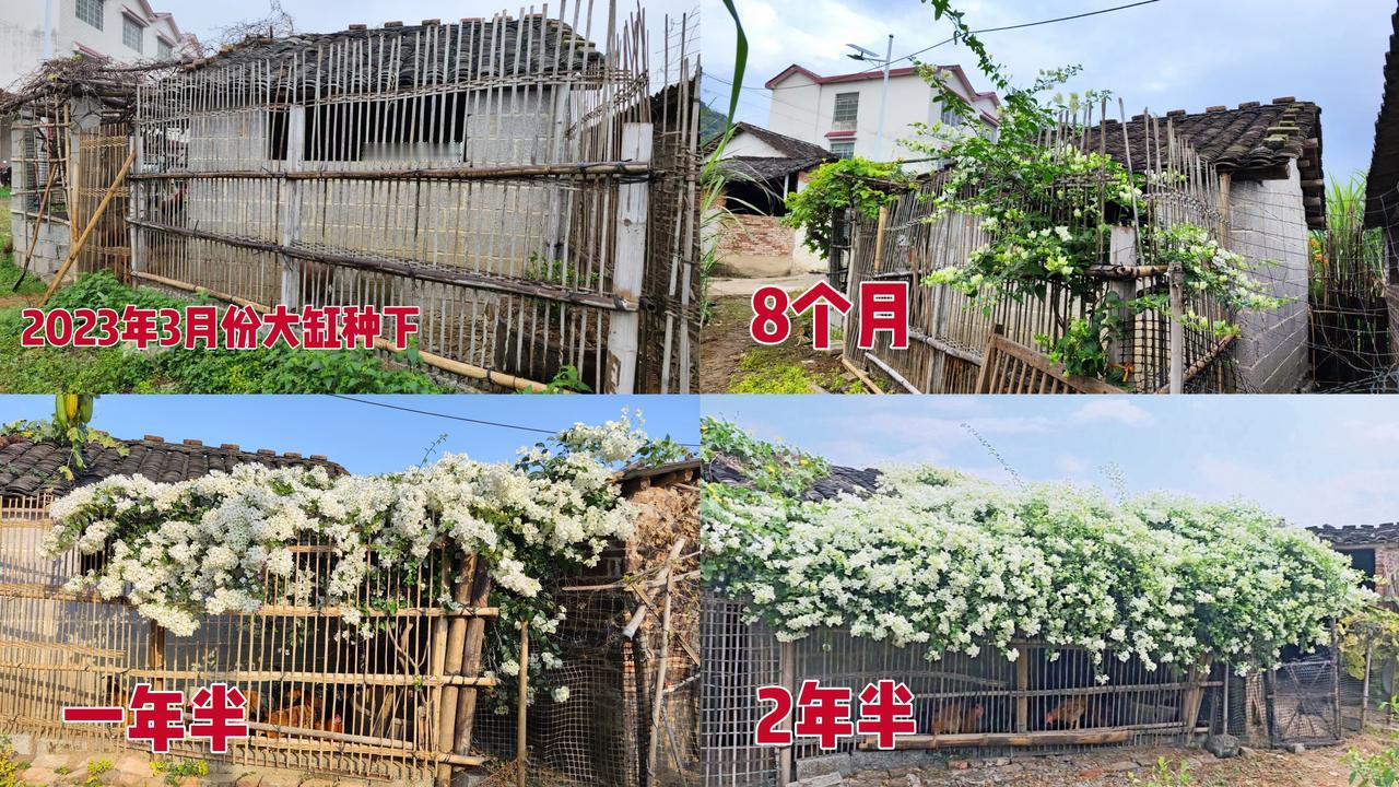 怎么能让三角梅开花呢?种在鸡窝里能让三角梅开花，开爆花。