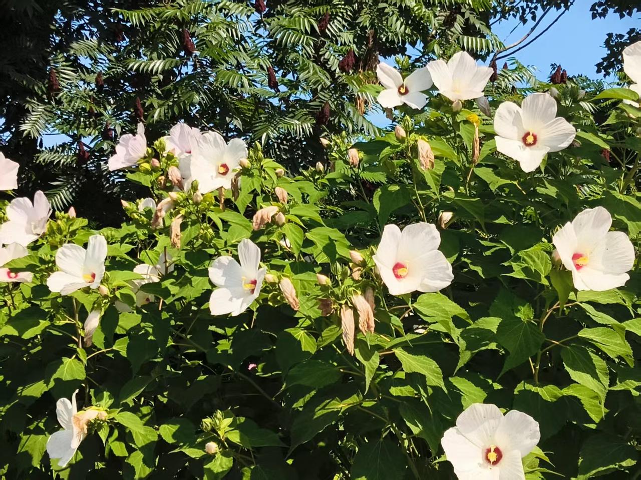 夏日生活打卡季天津滨海新区路边的秋葵花正值盛开期。