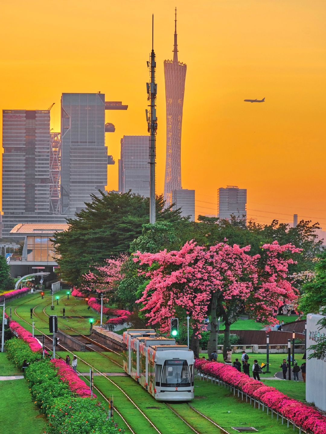广州这个夕阳下的异木棉电车🚃简直美到犯规