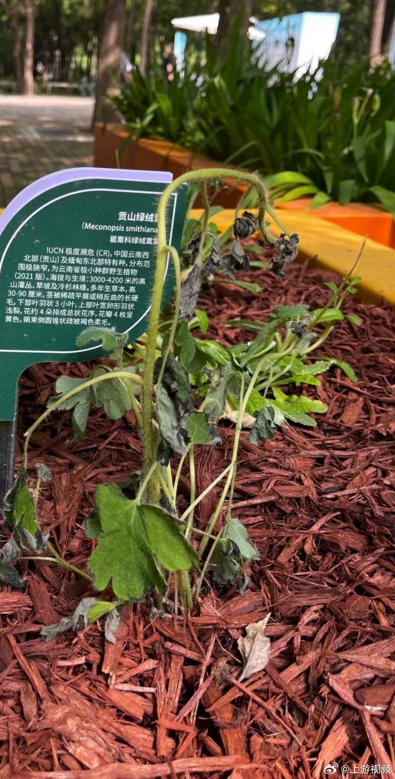 #珍稀濒危植物展出次日蔫了#【珍稀濒危高山植物进京展出次日就蔫了？主办方：人工培