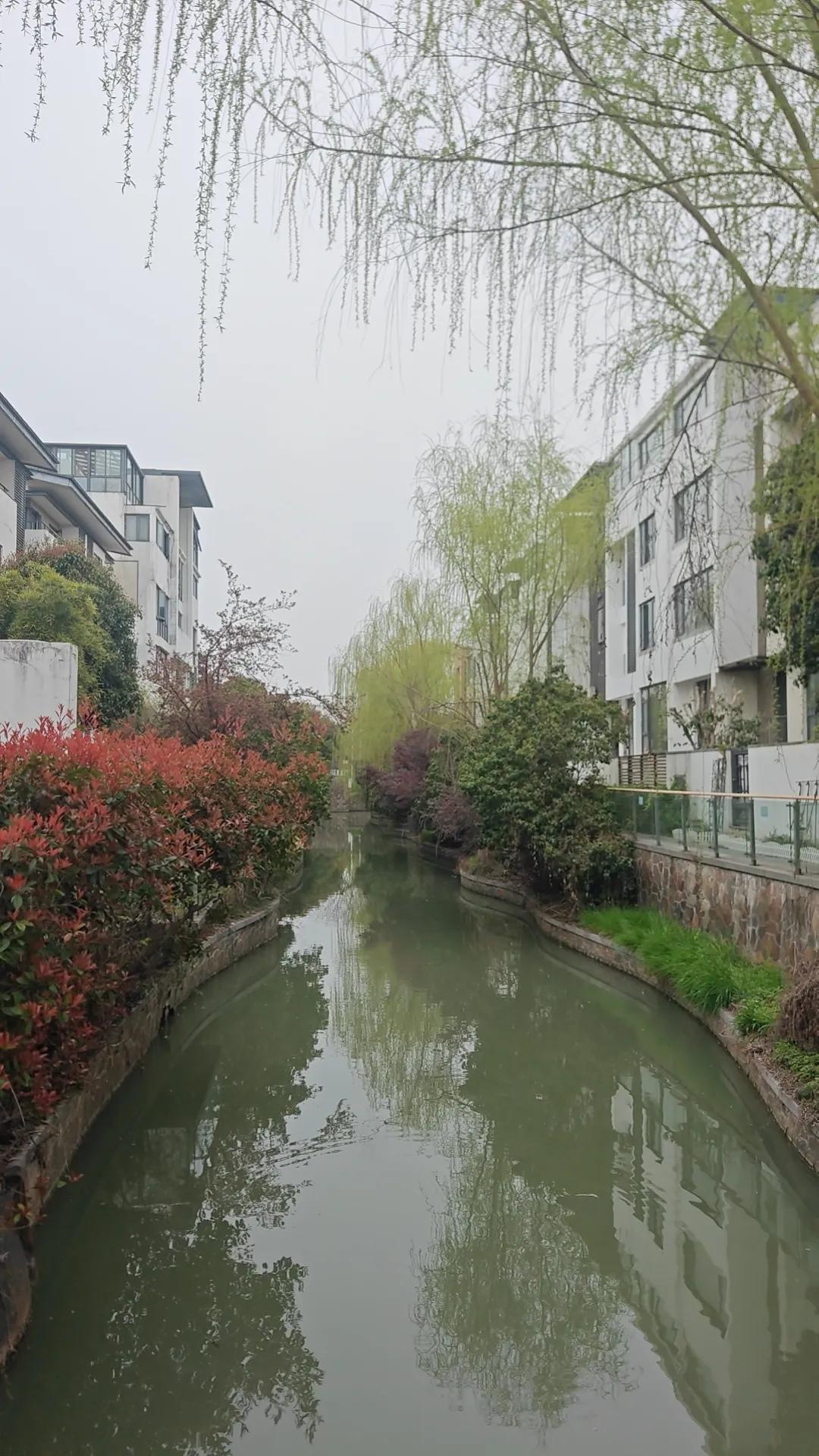 我看流水，看睡莲新叶探头，看桃花流水，蒹葭新绿，柳絮漂浮。看闲人遛狗，黄猫闪躲。