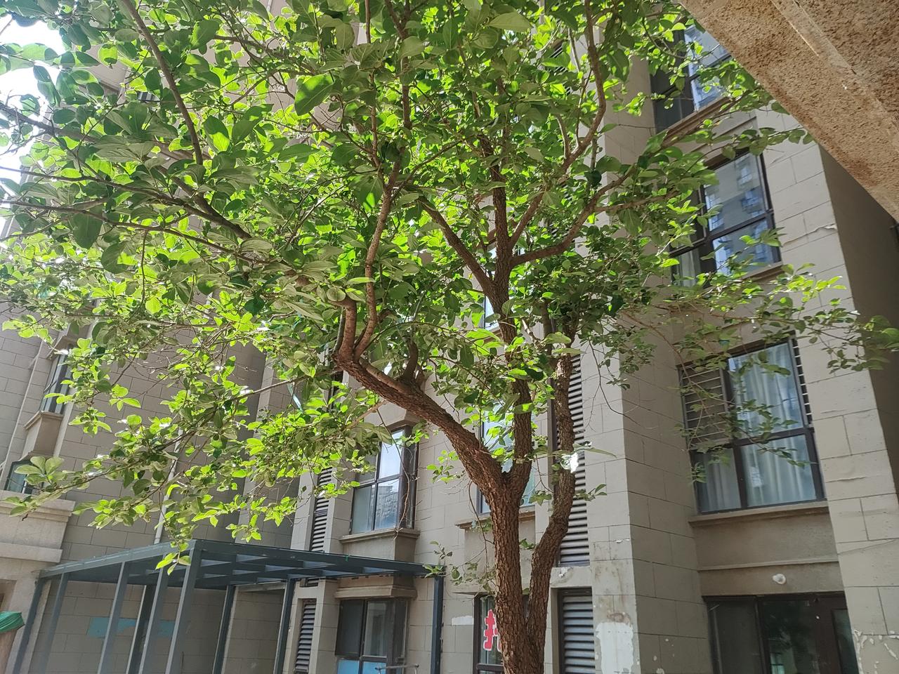 四十岁的盛夏，我站在楼前，
将这棵树的光影，轻轻收进镜头里。