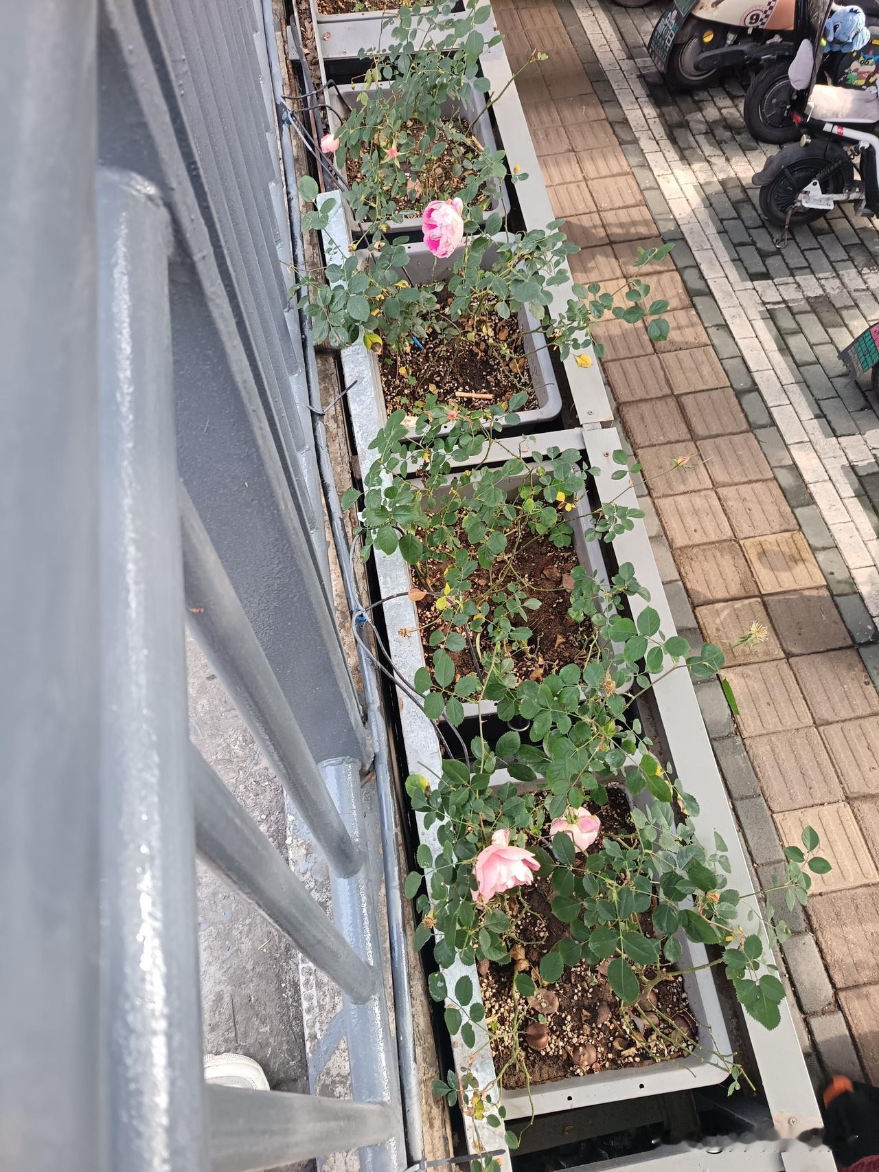 雪落红尘埋旧事
阳入世间承新篇