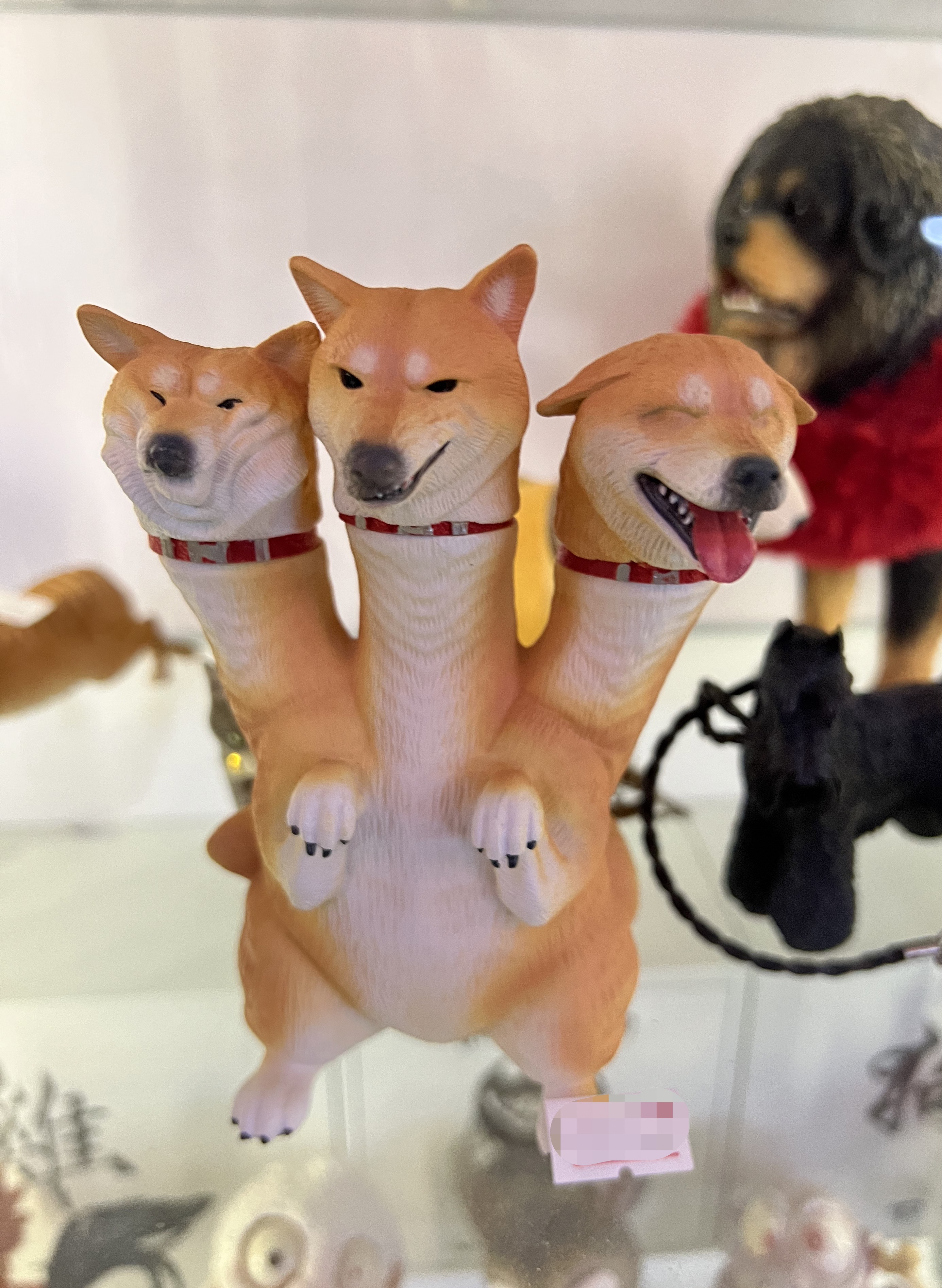 所以这是个什么物种？！