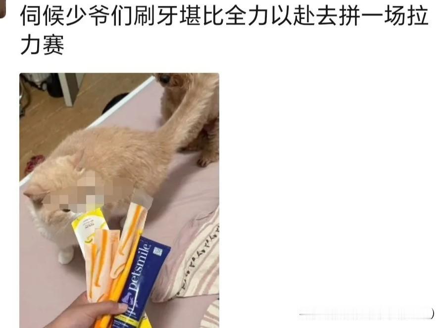 唉哟我去，真的被惊到了！头一次听说猫还刷牙！
今天看到友友发的作品说“猫也要刷牙