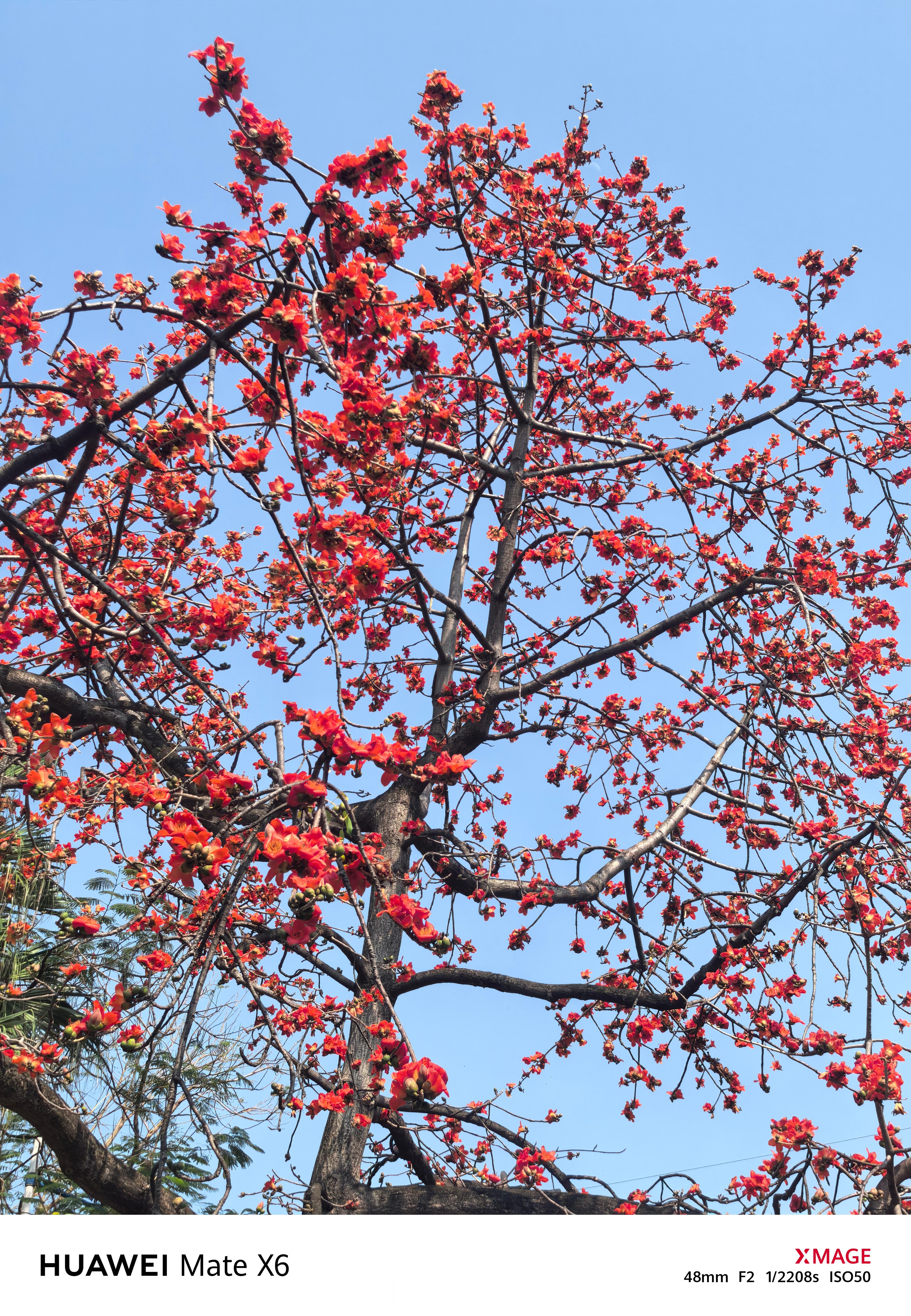 又到了广州木棉花开的季节当然了广州人民都又穿上短袖了🥵 