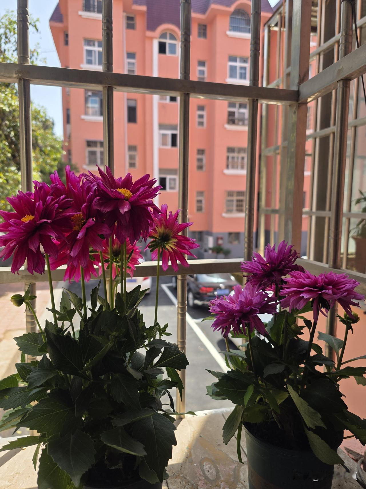 @豆包 别到处蹿了，快回家把衣服给我洗了，客厅打扰三遍，卧室五遍，灶台上的碗刷七