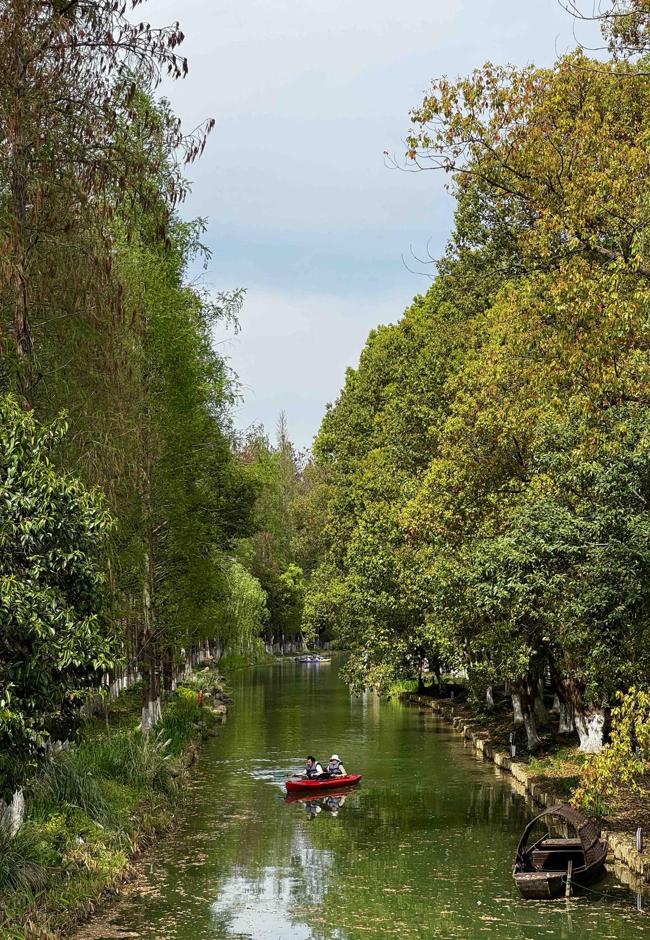 分享一张今天的照片吧今天慕名前往吴江万公堤赏樱，终究是迟了一步。错过盛放，偶遇太