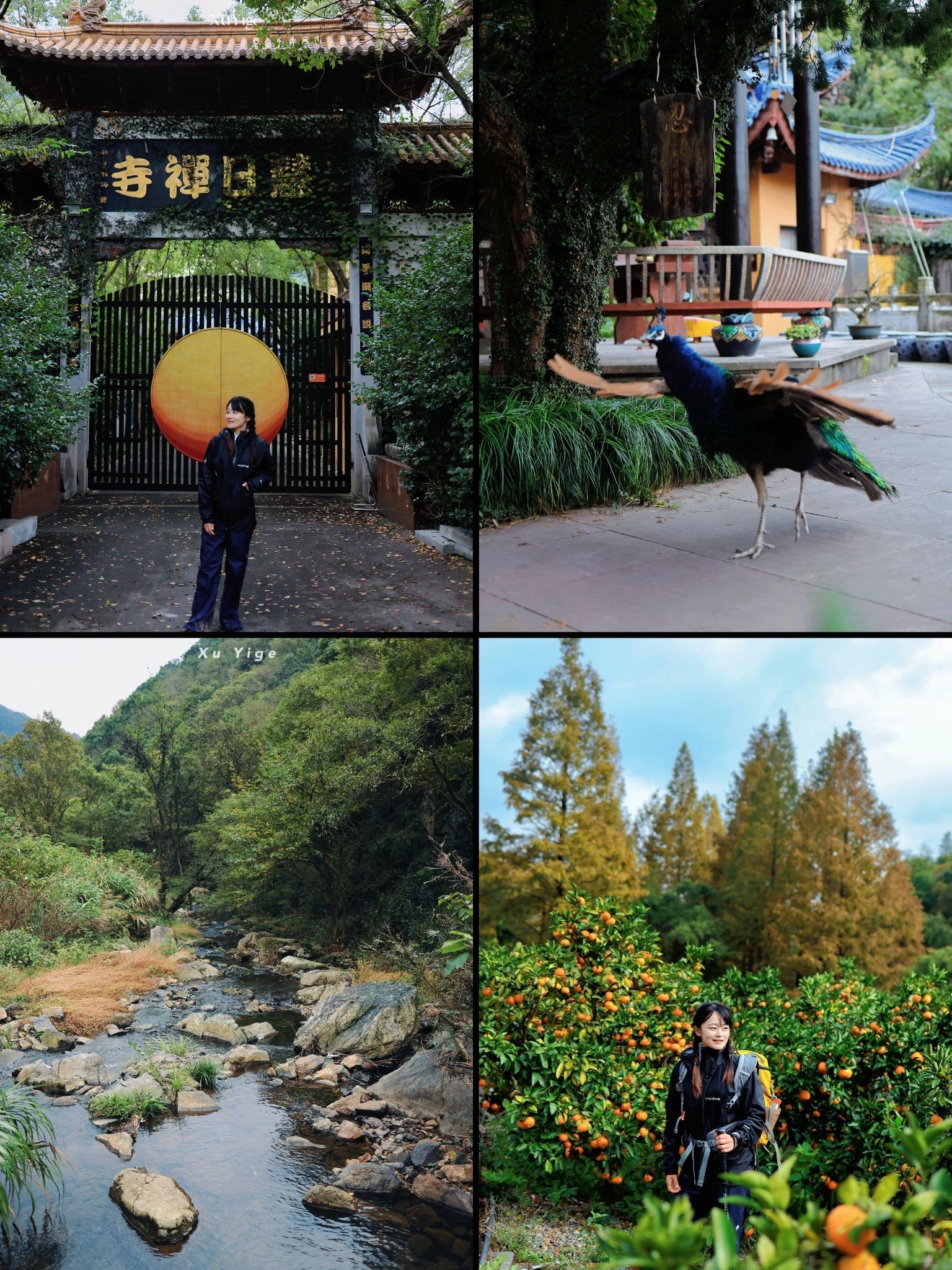 宁波徒步｜慧日禅寺—瞻岐，偶遇野荔枝！