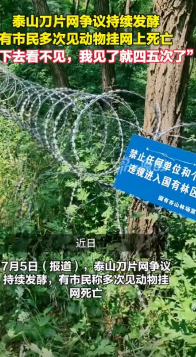泰山刀片网争议持续发酵，有市民称，自己多次看到动物挂在网上死亡，“跳下去看不见，