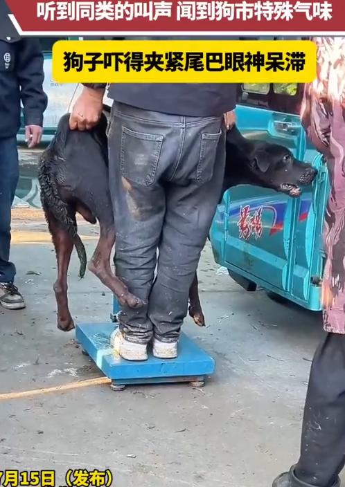 一只黑狗因咬人被主人按斤卖给狗贩子。在狗市称重时，它听到同类惨叫、闻到死亡气味，